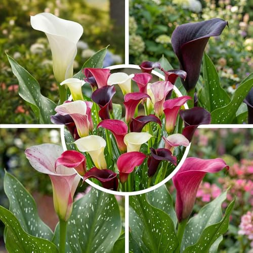 FLORIUM lila och rosa calla liljor lök kollektion, 10 Zantedeschia lökar, 2 sorter, 5 av varje färg blandning, perfekt som kruka och trädgårdsväxt, blomsterlökblandning av Holland (inga frön)