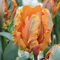Bulbos de tulipán Winterhart Perenne - Cebollas Holandesas Premium para arriates, macetas y descuentos - Negro & Rojo - Fácil cuidado para principiantes-15 cebollas-C