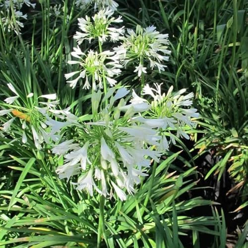 semillas resistentes de agapanto jardín perennes resistentes Comprar lirio africano balcón perennes primavera, silvestres para 700pcs