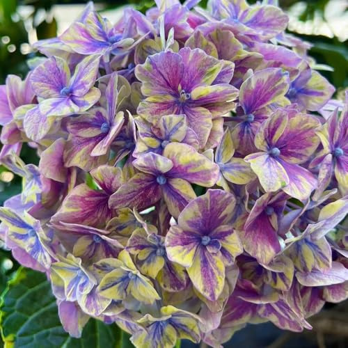 semillas de hortensia - resistentes exterior jardin 20pcs