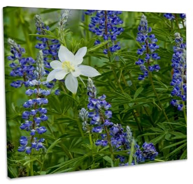 3dRose Columbine, Lupine flowers, Albion Basin, Utah, USA - US45 HGA0419 - Howie Garber Museum Grade Canvas Wrap 14x11