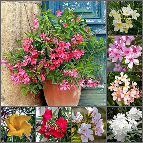 Oleander Winterhart Samen Pflanzen Blumensamen Gastgeschenk Mischung KräUtergarten Bienenwiese Saatgut Winterharte Balkonpflanzen ImmergrüNe Pflanzen Winterhart Pflanze Bonsai 40 Blumen Samen