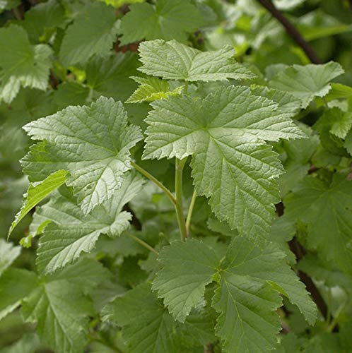 Schwarze Johannisbeere Tsema 40-60cm - Ribes nigrum