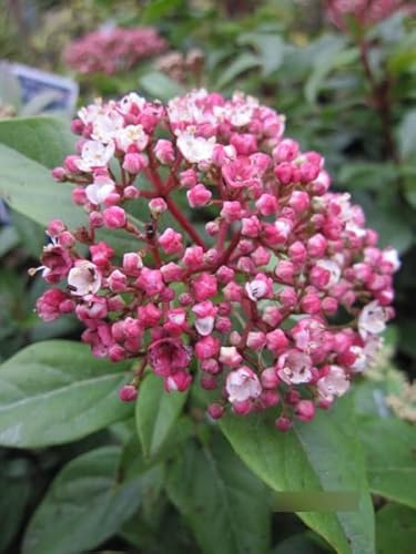 Viburnum tinus Spirit - Lorbeer-Schneeball Spirit 30-40