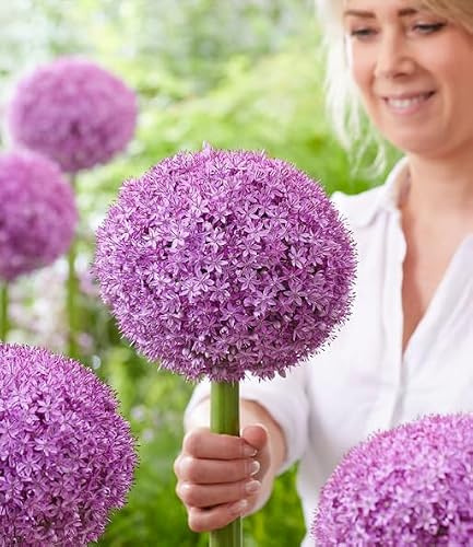 BALDUR Garten 1x Allium 'Superbowl', Zwiebel mit Umfang 18 cm | riesige, 20 cm große Blütenkugeln, extrem stabile Stiele, pflegeleicht, mehrjährig & winterhart, Blickfang