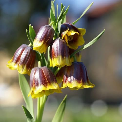 fritillaria imperiale coronata di, tappezzanti, resistenti, sostenibili decorazione soggiorno Coltivare da giardino sul balcone 4bulbi