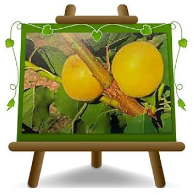 EURO PLANTS VIVAI Albicocco Formiana Pianta da Frutto *Altezza 150~170 cm Età 2 Anni Vaso 20 cm