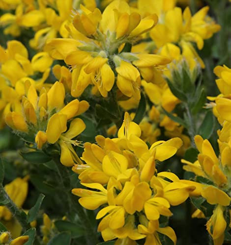Spanischer Ginster 20-30cm - Genista hispanica