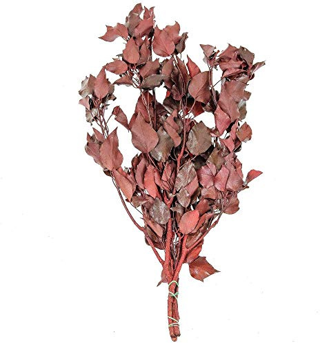 Naturosphère - Décoration Naturelle C44 - Feuillage de Lierre Rouge stabilisé - 60 à 70 cm