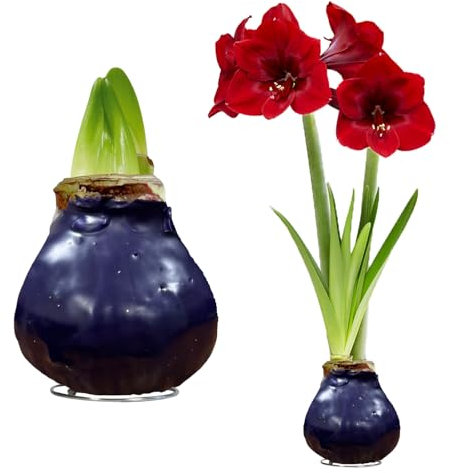FLORIUM - Wachs Amaryllis Zwiebeln Purple – Wachsamaryllis 28/30 Großformat | 2 Stück | gewachst/wax | ohne Gießen | Exlusive Zimmerpflanzen aus Holland - Hippeastrum (kein glas, vase und Topf)