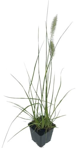 48 Stück Pennisetum Hameln von INTRAGARTEN | winterhartes Ziergras - Lampenputzergras Pflanze im Topf