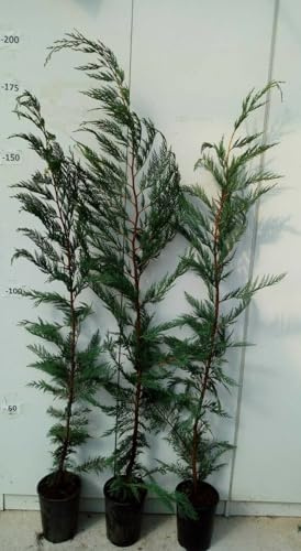 PIANTA DI CUPRESSUS LEYLANDII VASO 18 ALTEZZA 140/160 CM (foto reale)