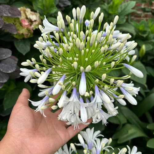 Schmucklilie kräutersamen blumendeko gartensamen zimmerpflanze schmetterlingsflieder indoor garten schnittblumen dekopflanzen winterharte stauden blumensamen pflanzensamen exotisch 200samen
