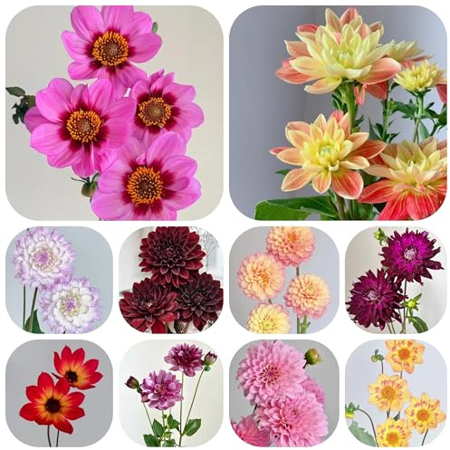 4bulbi tuberi di dalia resistenti, giardino di dalia rare, balcone trice, primaverili