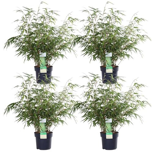 Bambou Rufa - Lot de 4