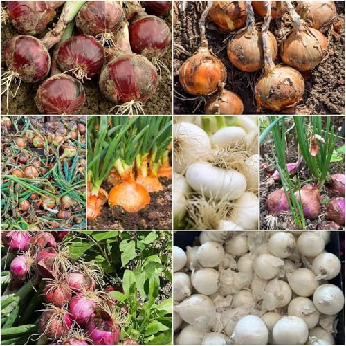steckzwiebeln bio Gewächshaus zwiebelsamen winterfeste pflanzensamen winterharte für garten gemüsepflanzen jungpflanzen bio bonsai balkon 200samen