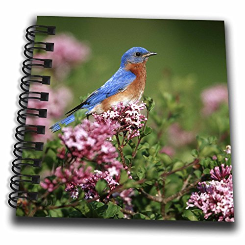 3dRose Eastern Bluebird male in Dwarf Korean Lilac, Marion, IL - Mini Notepad, 4 by 4-inch (db_250869_3)