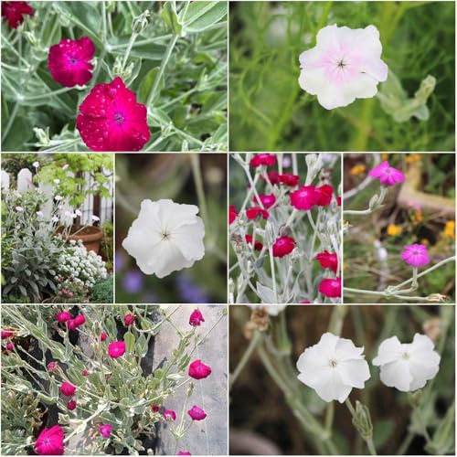 semillas de vexiernelke - silvestres de jardín ornamentales fácil cultivo para jardín balcón 300pcs