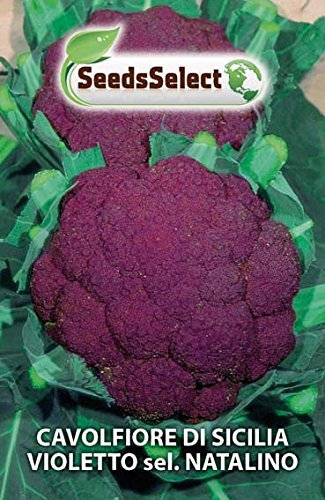 Semi Cavolfiore Viola Sicilia,2 Buste Linea Maxi,Mondonatura Srl