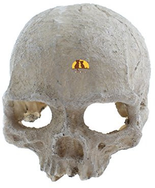 Emours - Tana decorativa a forma di teschio, in resina, adatta per acquari, terrari, pesci e rettili