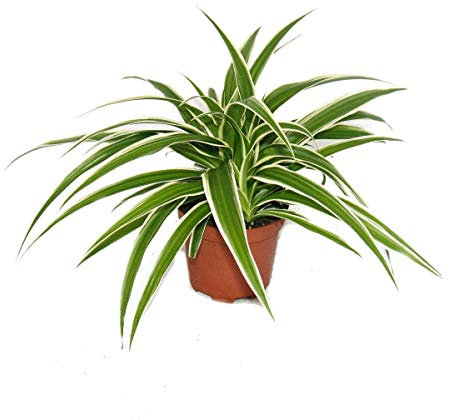 Exotenherz - 3er Set Chlorophytum Grünlilie 9cm Topf