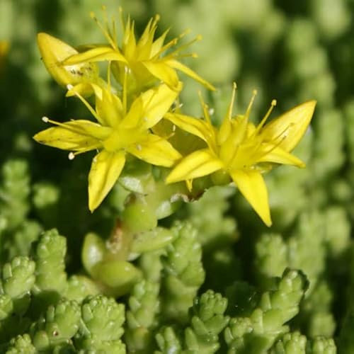 12 unità Sedum Acre - Rucola Spinosa Vaso 9x9cm ±1 m² - Sedum con Foglie Spesse e Fiori Gialli