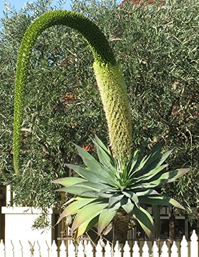 Agave Attenuata Subsp.Attenuat a Foxtail Agave 5 fresh seeds:Seeds