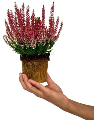 Calluna Mediterránea - Planta Arbustiva Rosa de Poco Riego