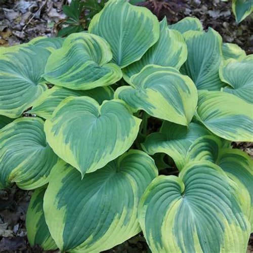 [HGJKYTFCDG] - Tubérculos de Hosta resistentes para comprar – Hosta perennes cebollas, ideal para plantar-15Tubérculos-D