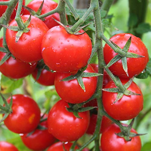 Cerise Bio-Tomatensamen für ca. 10 Pflanzen - französische Cocktailtomate, hoher Ertrag