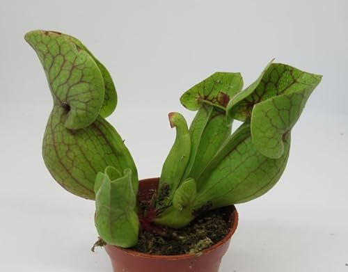 florari Sarracenia purpurea venosa/Schlauchpflanze, Trompetenpflanze, Fleischfressende Pflanze
