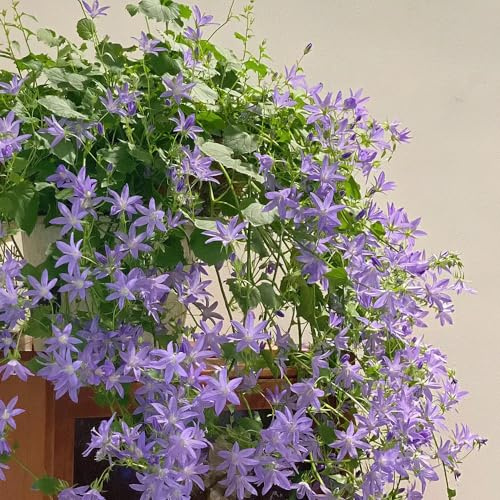 Semi di campanula, giardino roccioso giardino varietà antiche biologiche, esotiche arredamento del soggiorno 150pcs