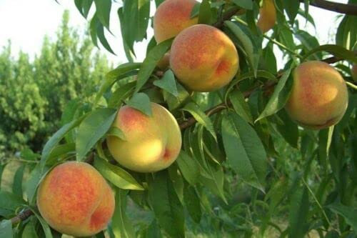 ALBERO DI PESCO PESCA PESCHE PERCOCO ROMEA IN VASO 17