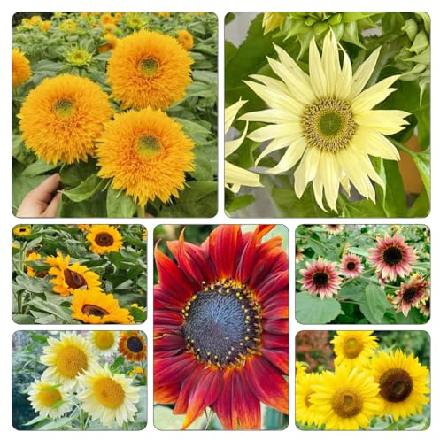 sonnenblumen sonnenblumensamen sonnenblume - schattenpflanzen garten winterhart blumensaat blumenwiesensaat zimmerpflanze winterharte stauden dauerblüher topfpflanzen draußen 100samen