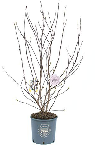 Vannucci Piante - Magnolia stellata, Magnolia da fiore, Pianta vera in vaso, Pianta da terrazzo