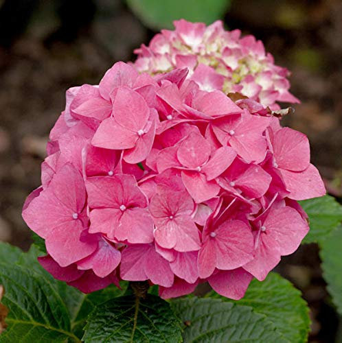 Bauernhortensie Red Baron 30-40cm - Hydrangea macrophylla - lebende Gartenpflanze aus den Baumschulen