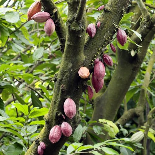 semillas de cacao jardín 15pcs