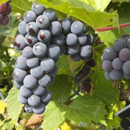 Vivai le Georgiche - Pianta vera di Uva da tavola nera Moscato d'Amburgo - vaso Ø 19 cm
