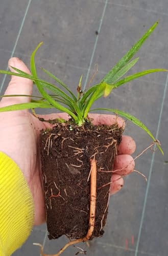 Yucca treculeana × linearifolia WATERFALL® 'amyuctlc' / Ecomotte/Résistant au sec