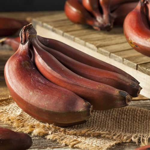 bananen - bananensamen baumsamen gartendeko für draußen bananenbaum winterharte balkon obstsamen hochbeet bonsaibaum schnell wachsende sträucher obstbäume bonsai spalierobst 160samen