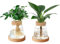 Plant Propagation Terrarium, 2Pcs Clear Plant Cuttings Holder Desktop Plant Glass Vase Pot Flower Vase Jar with Wooden Lid and Bamboo Stand for Growing Hydroponic Plants