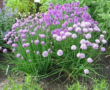 Chives Medium Leaf Allium schoenoprasum 5,000 Seeds