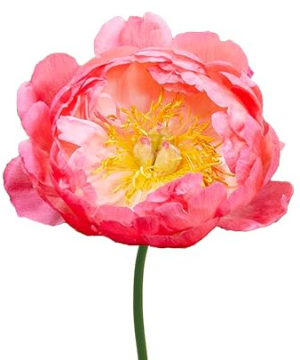 3 x Pfingstrosen Bollen 'Coral Sunset' | Sommerblumen | Holland-Qualitat | Pfingstrosen Zwiebeln | Blumenzwiebeln - The Bulb Farmers