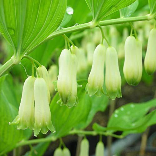Blumixx Stauden Polygonatum Hybride 'Weihenstephan' – Salomonssiegel – winterharte Schattenstaude mit weißen Blüten, ideal für Garten & Beet, mehrjährig & pflegeleicht