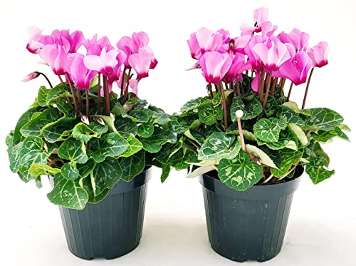 POWERS TO FLOWERS - CICLAMINO SUPERSERIE ROSA, FIORITURA EXTRA, 2 PIANTE, VASO 12CM, piante vere