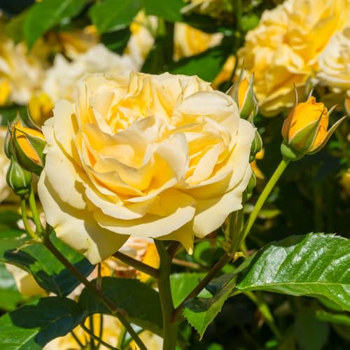 YouGarden Rose 'Sweet Memories', Dwarf Floribunda Lemon Rose Potted in a 3-4L Pot