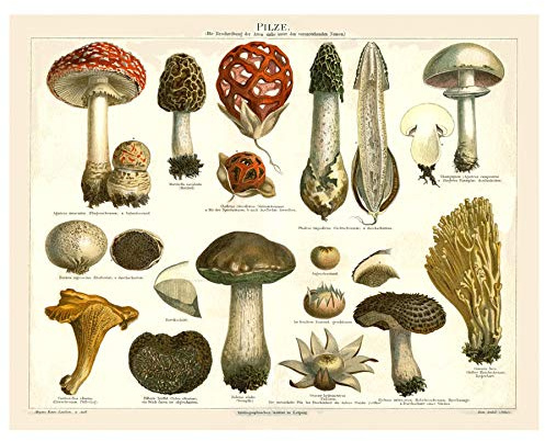 Artery8 Meyers Lexikon 1889 Pilze Enzyklopädie Seite Ungerahmter Leinwanddruck 30x40 cm