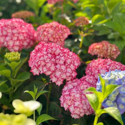 120 piezas de hortensias semillas resistentes - resistentes semillas de pradera jardín balcón al invierno