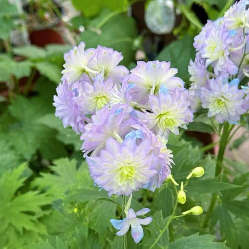 semi di delphinium annuali - giardino balcone esotiche interno resistenti 350pcs