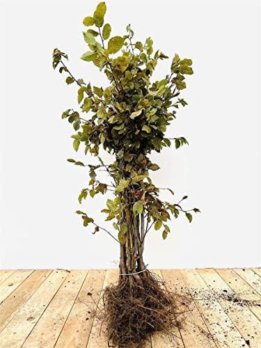 Carpinus betulus 60–80 cm (50 Stück) – Winterhart, Mehrjährig, Pflegeleicht – Hainbuche – Heckenpflanze für Garten & Sichtschutz
